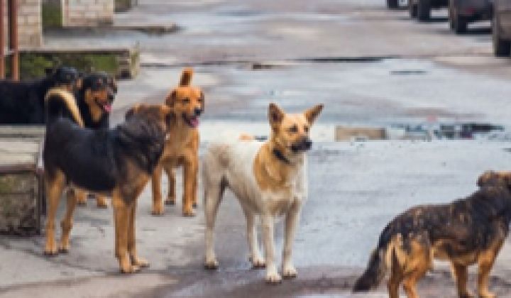 Fotka - UPOZORNENIE PRE MAJITEĽOV PSOV